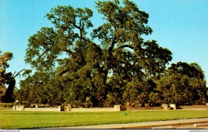 California Chico Sir Joseph Hooker Oak