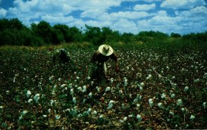 USA Picking Cotton South Texas Chrome Postcard 08.54