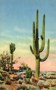 Cactus Giant Sahuaro Cactus Curteich