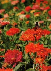 Butterfly and Zinnias