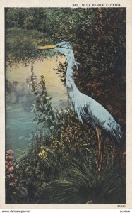 FLORIDA, 1930-40s; Blue Heron