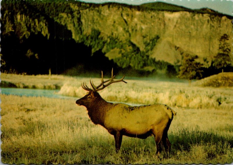 Bull Elk In The Rocky Mountains