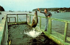 Maine Rockport Andre The Seal Honorary Harbor Master