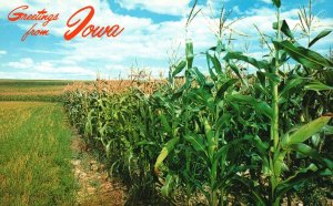 Vintage Postcard Harvesting Sweet Corn Farm Field Greetings From Iowa IA Nature