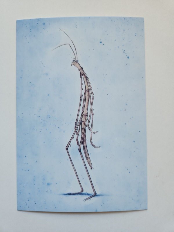 A Bug's Life Slim Stick Bug Concept Art Drawing by Mark Holmes Pixar Postcard