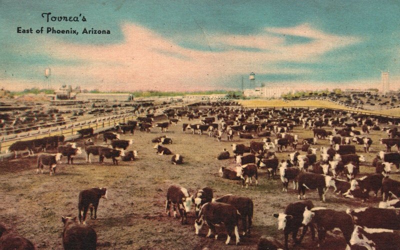 Vintage Postcard 1950 Tovrea's Largest Feeding Pen East Of Phoenix Arizona AZ