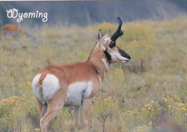 Wyoming Pronghorn Antelope