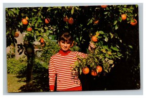 Vintage 1960's Postcard Beautiful Girl Picking Oranges at Home in Florida