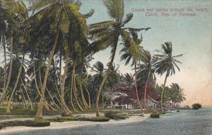 Panama Colon Cocoa Nut Palms Along The Beach