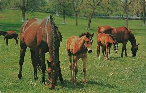 Postcard Horses Grazing Together ME8.