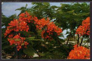 Royal Poinciana Tree in Full Bloom BIN