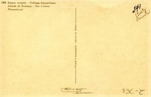 Flowers -    Pheasants Eye                           (Thor & Gyger #1466)