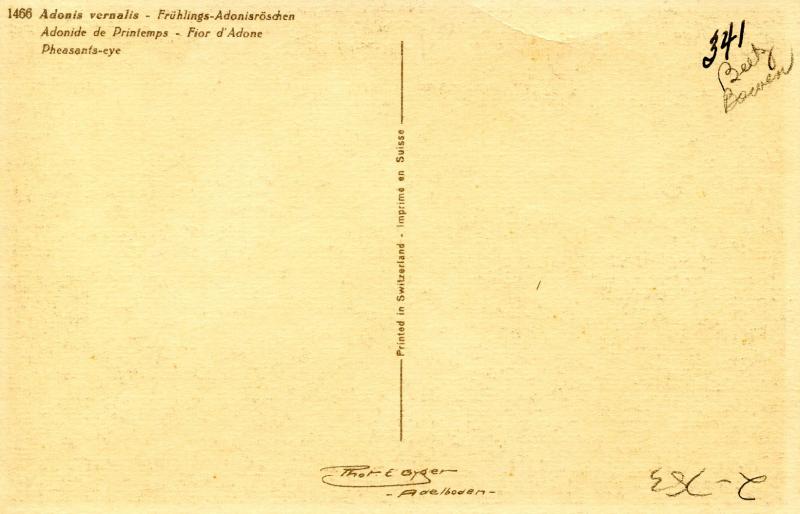 Flowers -    Pheasants Eye                           (Thor & Gyger #1466)