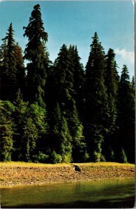Humboldt Redwoods State Park California Scenic Forest Landscape Chrome Postcard 