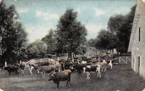 Cattle on Farm Cows Postal Used Unknown 