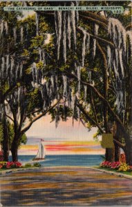 The Cathedral of Oaks Biloxi Mississippi Postcard PC496