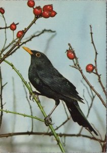 Animals Postcard - Birds - Blackbird Ref.SW10000
