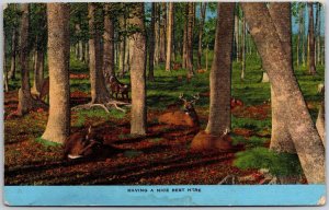 Having A Nice Rest Here Deer In The Wooded Area Forest Animal Postcard