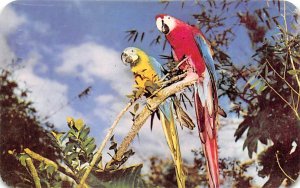 Florida's Colorful Macaws Parrot Jungle Miami FL