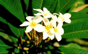 Hawaii Flowers Plumeria