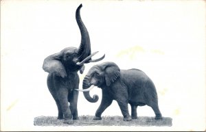 African Elephants Stanley Hall Chicago Natural History Museum Illinois Postcard