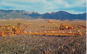 Harvesting Libby's Pineapples in Hawaii 1959