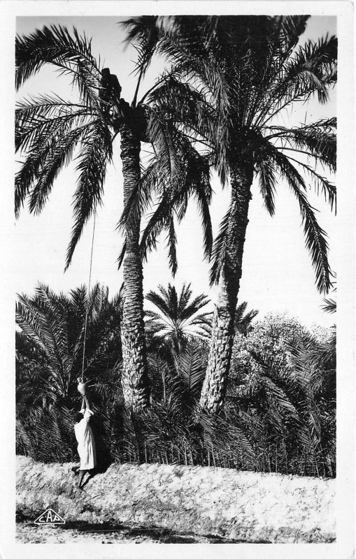 Lot121  gabes harvest of legumi palm wine tunisia africa real photo