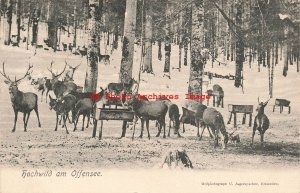 Austria, Hochwild am Offensee, Deer Feeding in the Forest