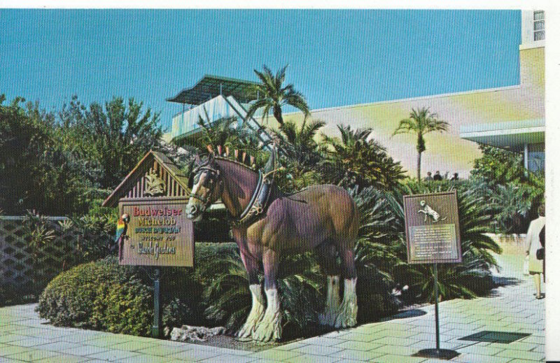 America Postcard - Busch Gardens Entrance - Tampa - Florida - Ref 5683A