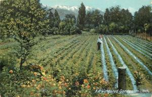 Agriculture C-1910 Farming Irrigated Gardens Utah Bureau postcard 9691