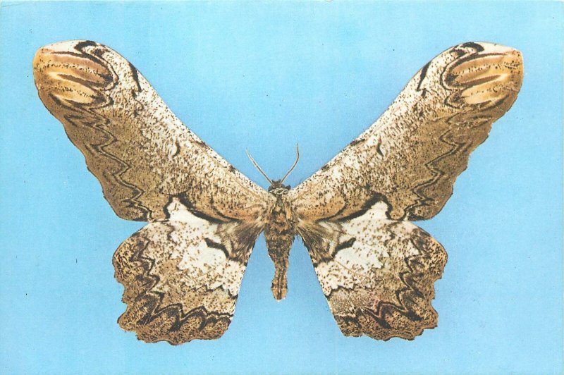 Butterfly postcard Bucharest Antipa museum Loxolomia serpentina Brazil