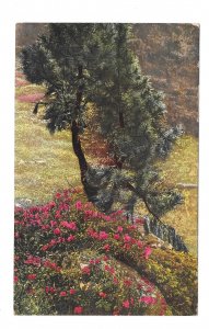 Alpen Flora Rhododendron Nenke Ostermaier Photochrome Serie L No 520  Postcard