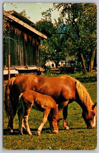 Postcard Horse and Foal Grazing on Grass