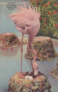 Florida Miami Hialeah Park A Flamingo Nesting