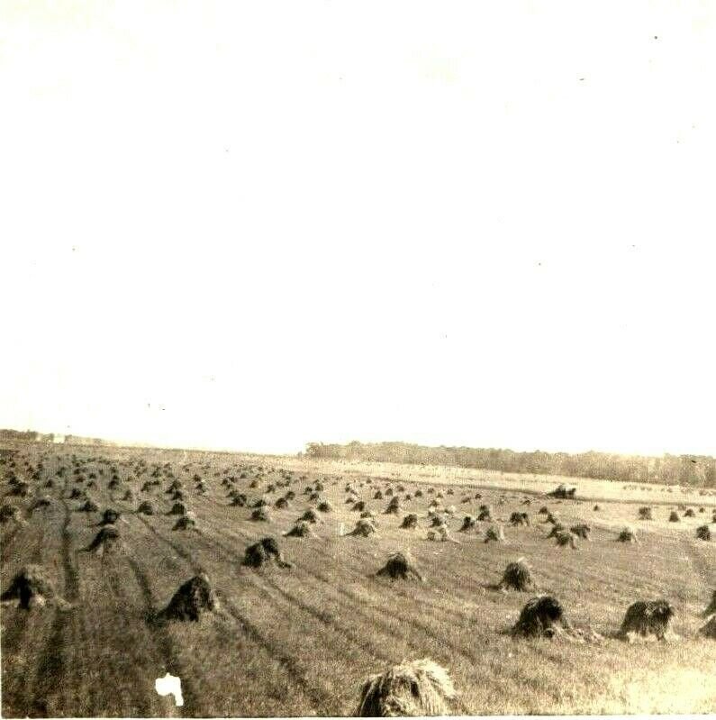 1900s Farm Harvest Field Grain Stook Pile Bundles Heap Real Photo RPPC Iowa A4