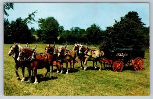 Carling O’Keefe Brewery Six Horse Hitch Of Belgians Vintage Advertising Postcard