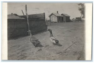 1915 Millard Ducks House Scene Cedar Rapids Iowa IA RPPC Photo Antique Postcard