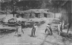 C-1910 London Zoological gardens Penguins Postcard UK 824