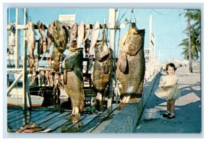 1963 Uncommon Jewfish, Grouper, Muttonfish & Shark Key West FL Postcard 