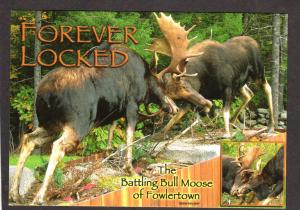 NH Gile State Forest Springfield New Hampshire Fowlertown Moose Locked Horns