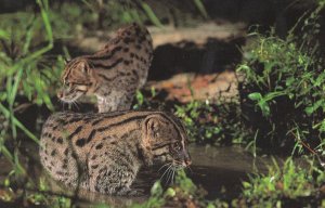 Singapore Asian Fishing Cat At Night Postcard