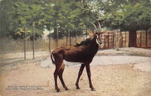 Sable Antelope Deer Unused 