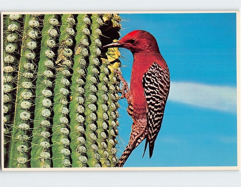Postcard Gila Woodpecker, Saguaro National Monument, Arizona