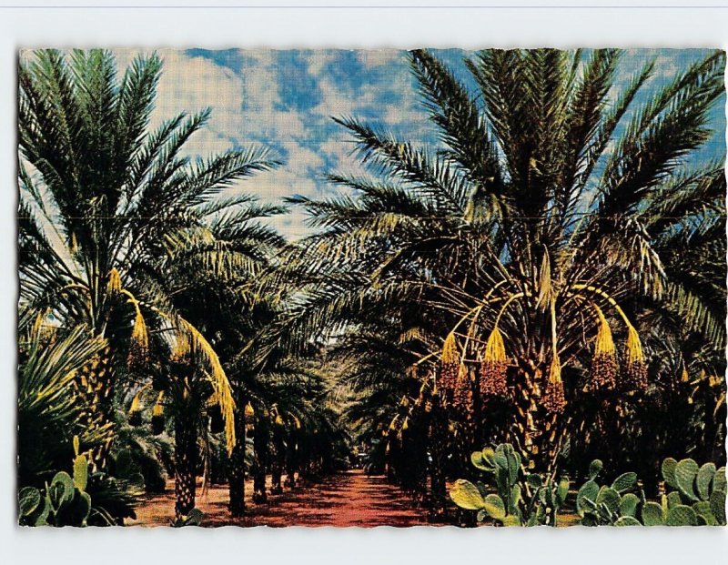 Postcard Date Garden, Coachella Valley, California