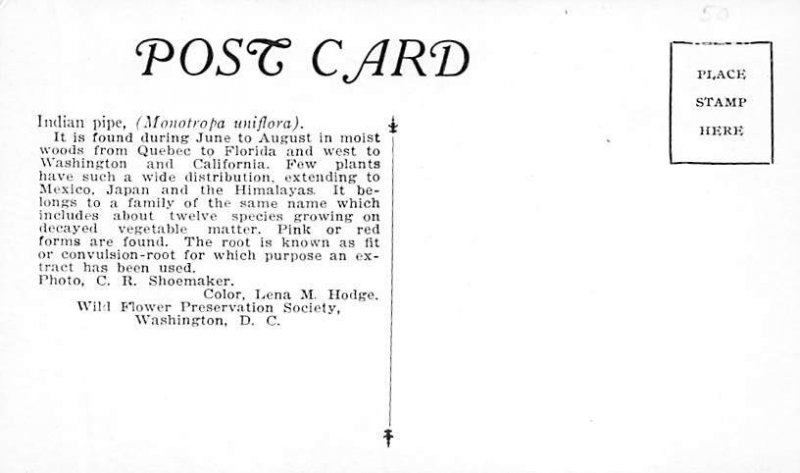 Indian Pipe Indian Pipe
