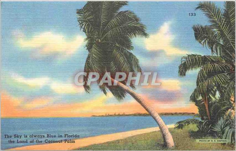 Old Postcard The Sky is always Blue in Florida The Land of the Coconut Palm
