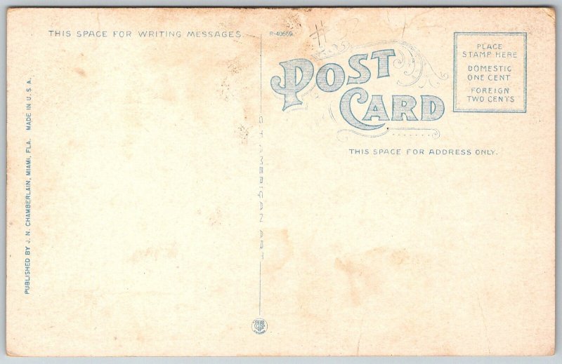 Snowy Heron Egretta Candidissima Florida 1920s Postcard