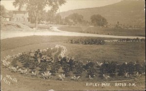 Raton New Mexico NM Ripley Park White Artist c1910 Real Photo Postcard