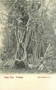 Caribbean Trinidad Rope Tree C-1910 Postcard 22-1033