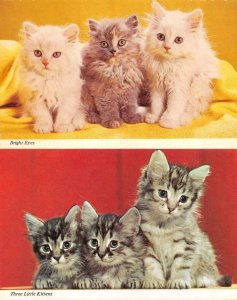 2~Chrome Postcards  THREE LITTLE KITTENS~BRIGHT EYES  White~Grey~Tabby  ANIMALS